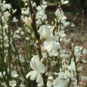 Cytisus x praecox 'Albus' fleur